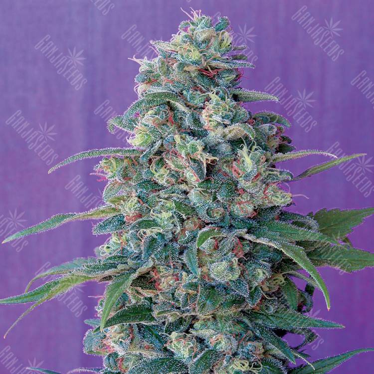 урожайные семена конопли Magic Bud regular Ganja Seeds