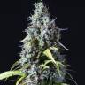 Auto Haze CBD feminised Dinafem Seeds