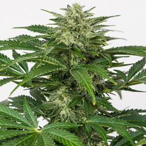 Auto Haze CBD feminised Dinafem Seeds