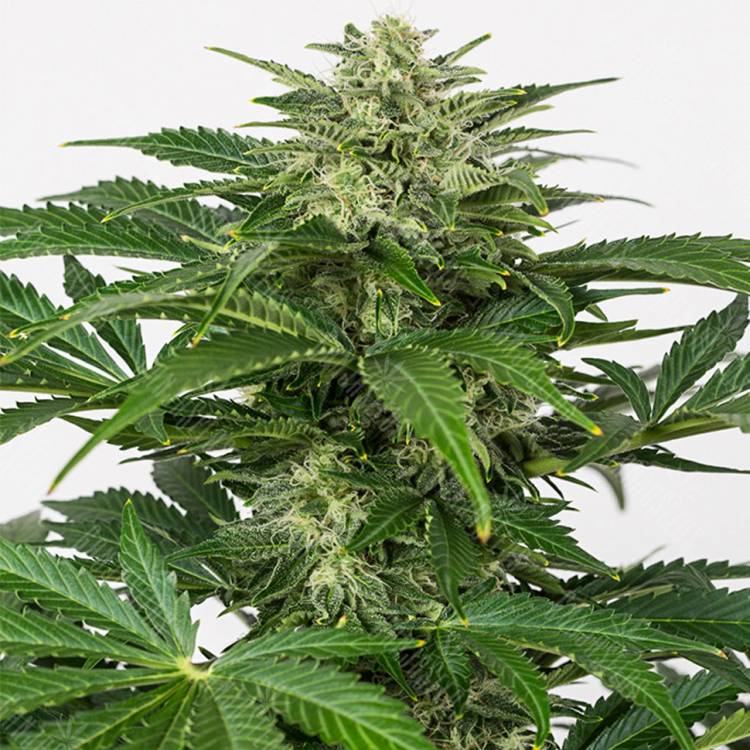 качественные семена конопли Auto Haze CBD feminised Dinafem Seeds