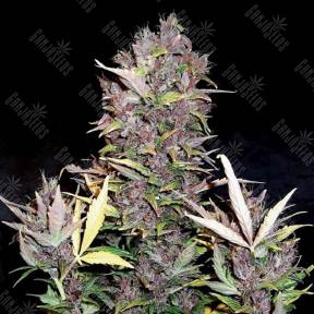 Auto Purple Ryder feminised Doctors Choice