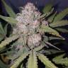 семена конопли Россия Auto Stardawg feminised Fast Buds