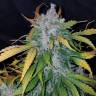 семена конопли Auto Stardawg feminised Fast Buds