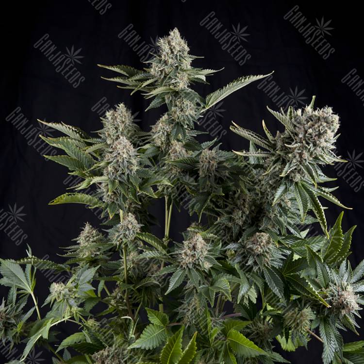 семена конопли f1 в оригинальной упаковке White Widow CBD feminised Pyramid Seeds семена конопли f1 в оригинальной упаковке White Widow CBD feminised Pyramid Seeds