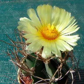 Astrophytum niveum nudum pp 397