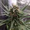 мощные семена конопли Cheese regular