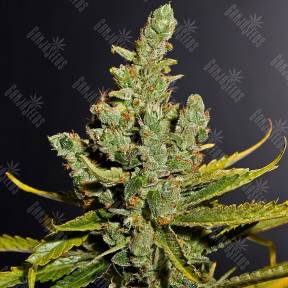 Cheese regular Ganja Seeds