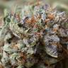 хорошие семена конопли Chill OM feminised