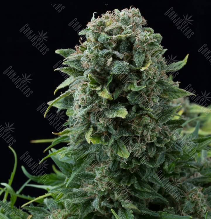 Mama Mia feminised Ganja Seeds