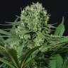 Mama Mia feminised Ganja Seeds