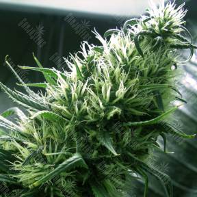 California Dream feminised Mandala Seeds