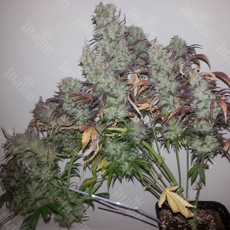 Strawberry Cough feminised Dutch Passion Seeds Strawberry Cough feminised Dutch Passion Seeds
