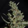 где можно заказать семена конопли Auto Rock Machine feminised Doctors Choice