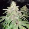 семена конопли в России Bubba Kush regular Humboldt Seeds семена конопли в России Bubba Kush regular Humboldt Seeds
