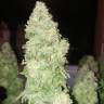 семена культурной конопли купить Bubba Kush regular Humboldt Seeds семена культурной конопли купить Bubba Kush regular Humboldt Seeds