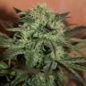 семена конопли Auto Super Lemon Haze CBD feminised Ganja Seeds