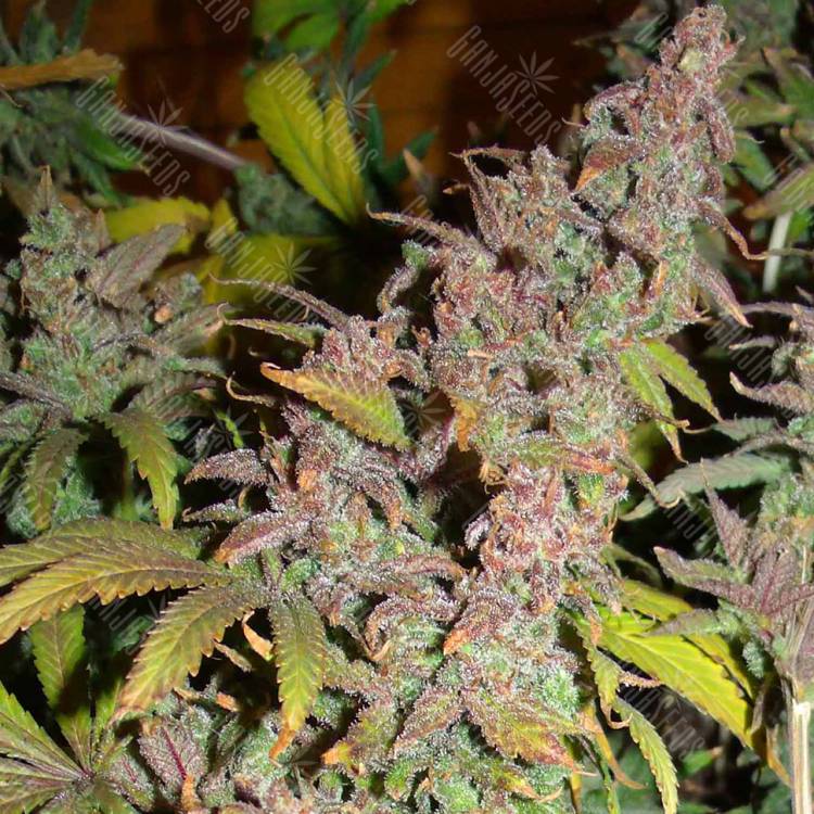 семена конопли для курения Far Out feminised Mandala Seeds семена конопли для курения Far Out feminised Mandala Seeds