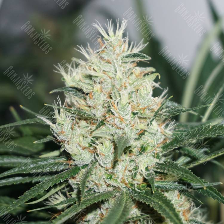 The Edge feminised Dutch Passion Seeds The Edge feminised Dutch Passion Seeds