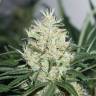 The Edge feminised Dutch Passion Seeds The Edge feminised Dutch Passion Seeds