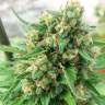 Deep Cheese feminised Dinafem Seeds