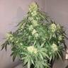 Auto Beshbarmak feminised Bang Seeds