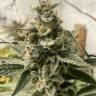 Auto OG Kush CBD feminised Dinafem Seeds Auto OG Kush CBD feminised Dinafem Seeds