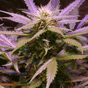 Lemon OG Haze feminised Nirvana Seeds