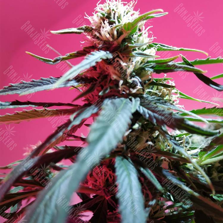 семена конопли марихуаны Auto Fraggle Skunk feminised Philosopher Seeds