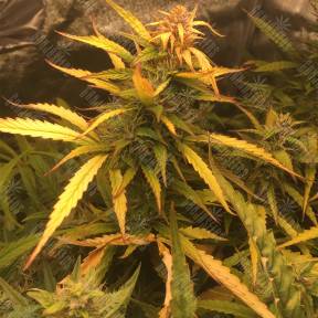Auto Brooklyn Sunrise feminised Ganja Seeds