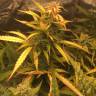 втоцветущие семена конопли Auto Brooklyn Sunrise feminised Ganja Seeds