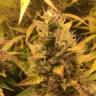 семена конопли Auto Brooklyn Sunrise feminised Ganja Seeds