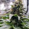 Blue Widow fem купить качественные семена каннабиса в интернете
