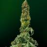Семена ганжы Auto Pineapple Chunk feminised Ganja Seeds заказать