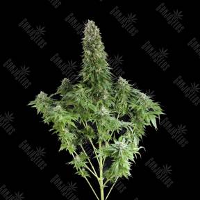 White Siberian feminised Ganja Seeds