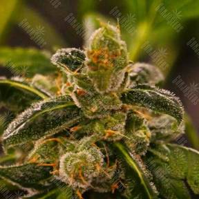 Massive Skunk feminised Ganja Seeds