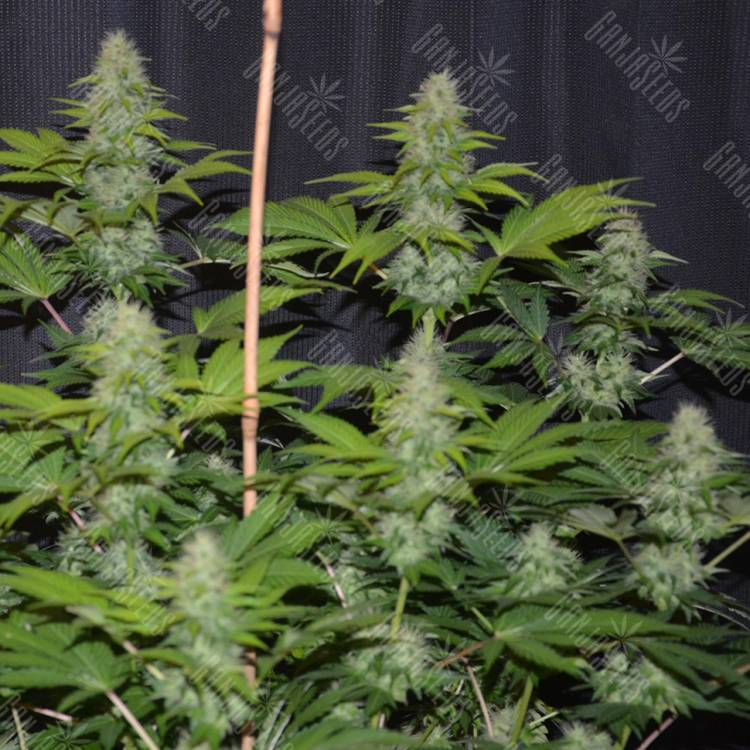 семена конопли марихуаны Fruitylicious feminised Mandala Seeds семена конопли марихуаны Fruitylicious feminised Mandala Seeds