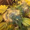 семена конопли недорого Flowerbomb Kush feminised Strain Hunters Seeds семена конопли недорого Flowerbomb Kush feminised Strain Hunters Seeds