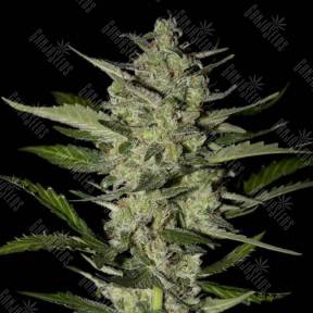 Flowerbomb Kush feminised Strain Hunters Seeds