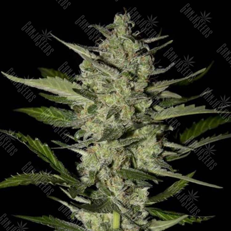 качественные семена конопли Flowerbomb Kush feminised Strain Hunters Seeds качественные семена конопли Flowerbomb Kush feminised Strain Hunters Seeds