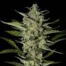 качественные семена конопли Flowerbomb Kush feminised Strain Hunters Seeds качественные семена конопли Flowerbomb Kush feminised Strain Hunters Seeds