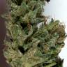 купить семена конопли Flowerbomb Kush feminised Strain Hunters Seeds купить семена конопли Flowerbomb Kush feminised Strain Hunters Seeds