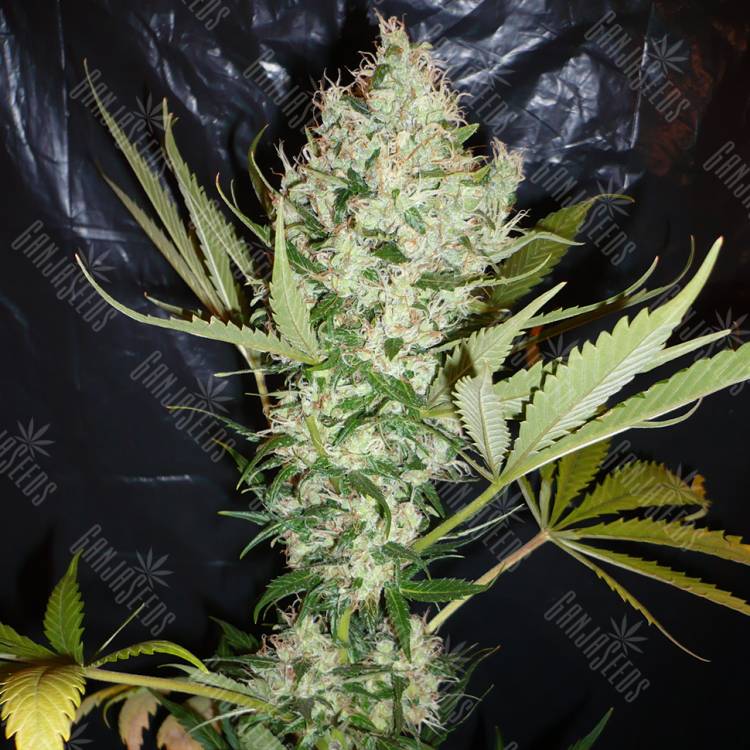 The Ultimate feminised Dutch Passion Seeds The Ultimate feminised Dutch Passion Seeds
