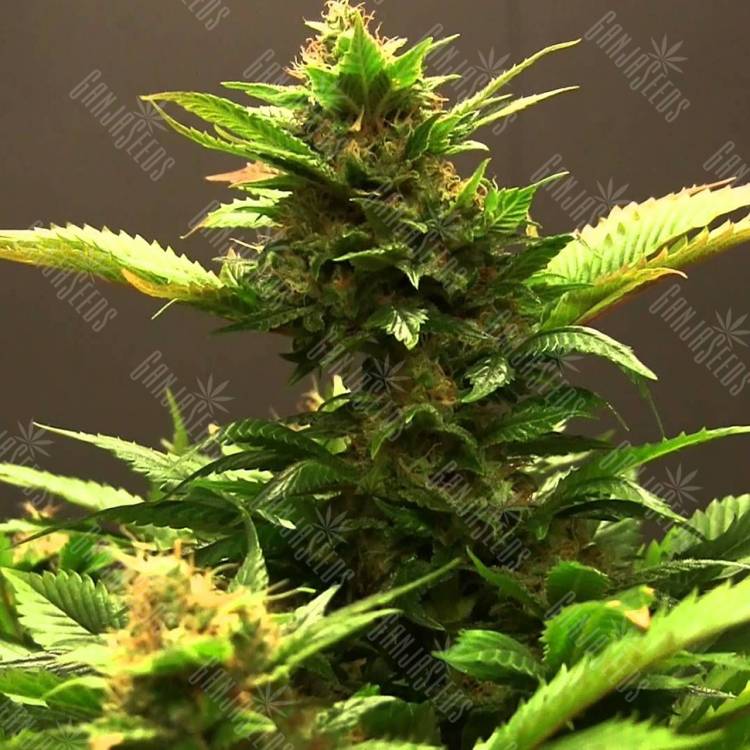 Diesel feminised Dinafem Seeds
