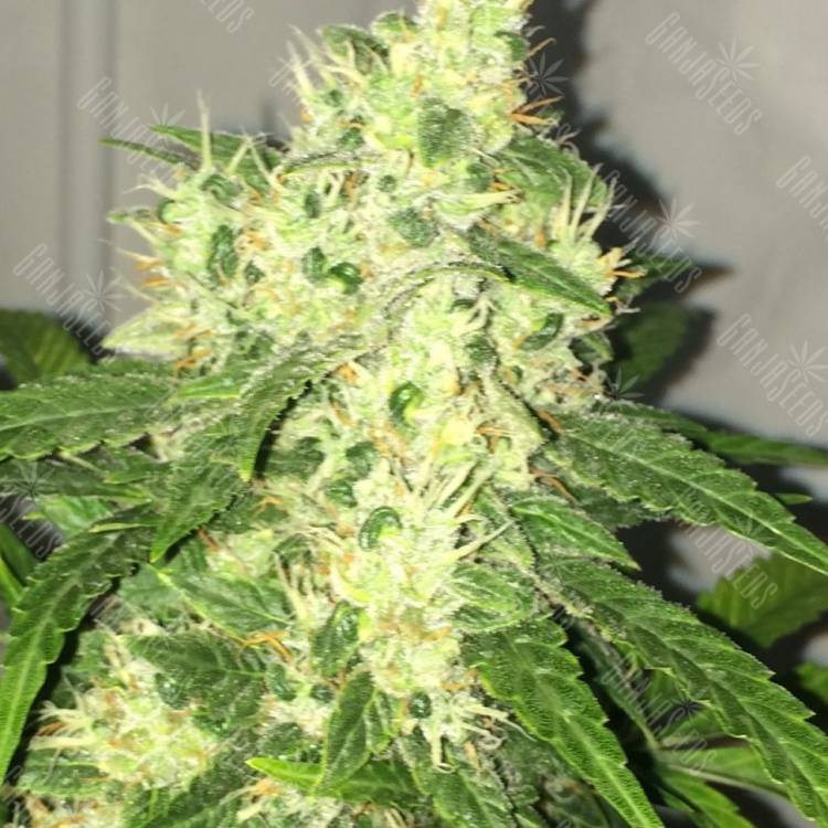 Mataro Blue regular Ganja Seeds Mataro Blue regular Ganja Seeds