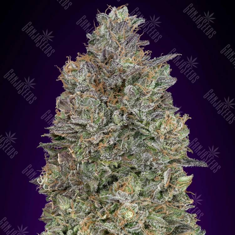 семена индийской конопли Critical Purple Kush feminised Advanced Seeds