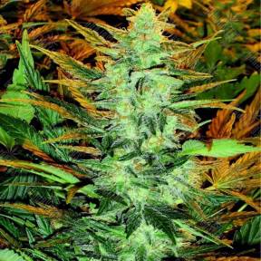 Auto Lowryder #2 regular Doctors Choice