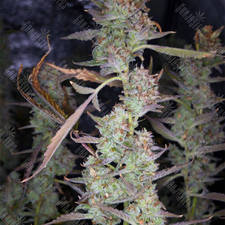 семена индийской конопли Auto West Coast O.G. feminised Fast Buds