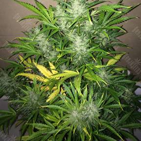 Auto UK Cheese feminised Ganja Seeds