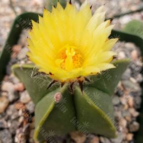 Astrophytum myriostigma var. nudum