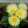 Заказать семена кактуса Astrophytum myriostigma var. nudum